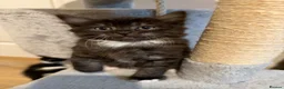 Mixed Breed cats for sale: Beautiful Persian Kittens - Advert 15