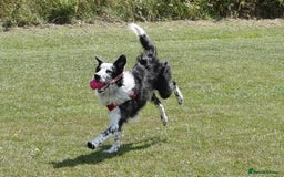 Border Collie dogs for sale: Male almost 1 year old for sale - Image 3