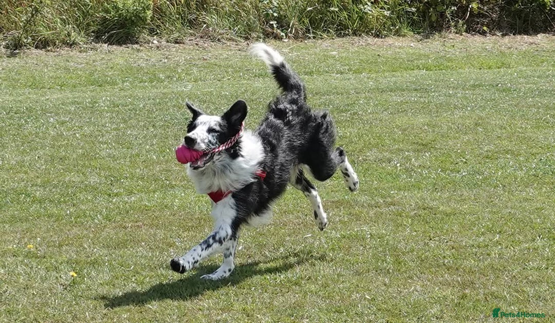Border Collie dogs for sale: Male almost 1 year old for sale - Image 3