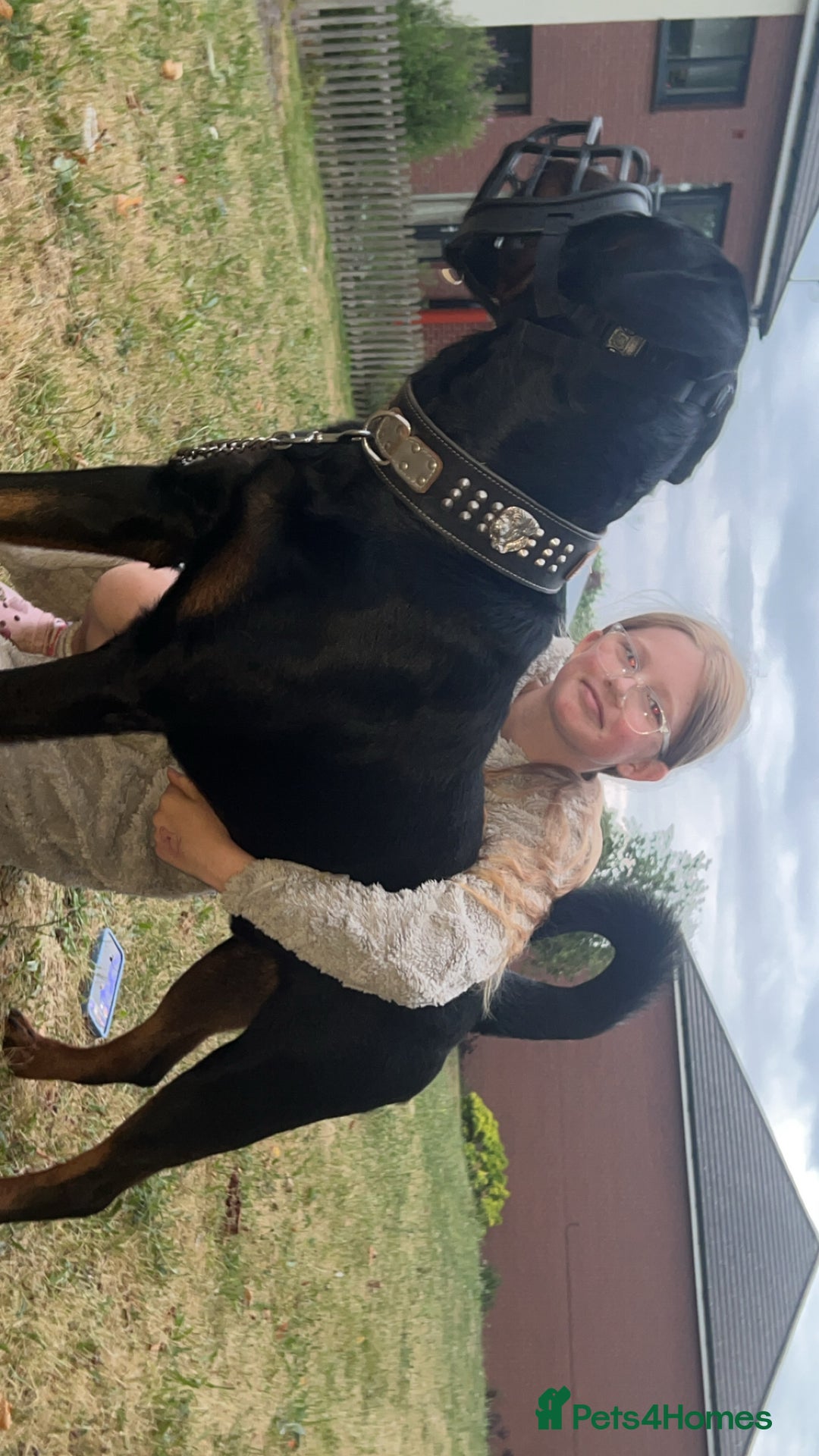 Rottweiler dogs for stud: Rottweiler stud  - Advert 10