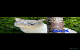 Ragdoll cats for sale: Bluepoint Ragdoll kittens due August 2025!  - Image 6