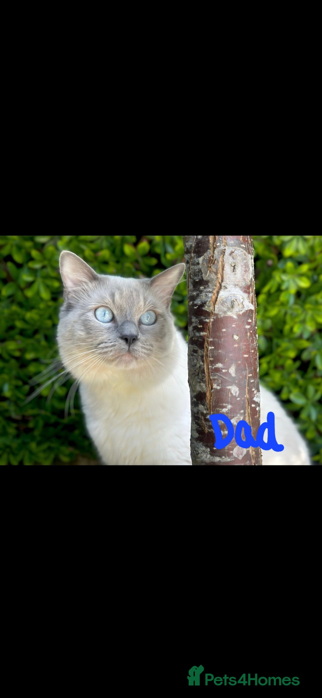 Ragdoll cats for sale: Bluepoint Ragdoll kittens due August 2025!  - Image 6
