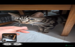 Mixed Breed cats for sale: Tabby cross Begal kitten (9 months) - Image 2