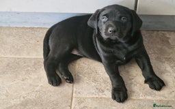 Labrador Retriever dogs for sale: Chunky black labrador girl available  - Image 12