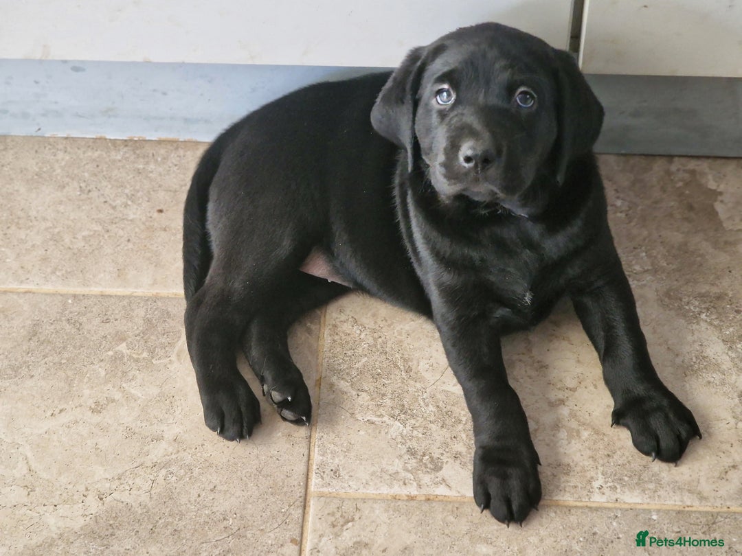 Labrador Retriever dogs for sale: Chunky black labrador girl available  - Image 12