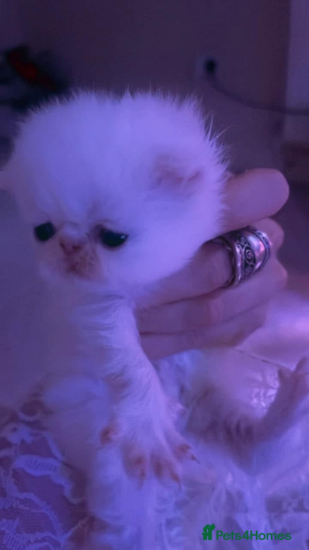 Persian cats for sale: ♥️🍃 ꨁ EXOTIC PERSIAN DOLL FACE KITTENS FOR SALE - Advert 23