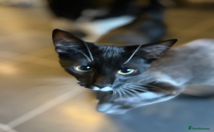 Mixed Breed cats - Advert 2
