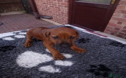 Rhodesian Ridgeback dogs for stud: (Our Duke) in Leominster - Image 17