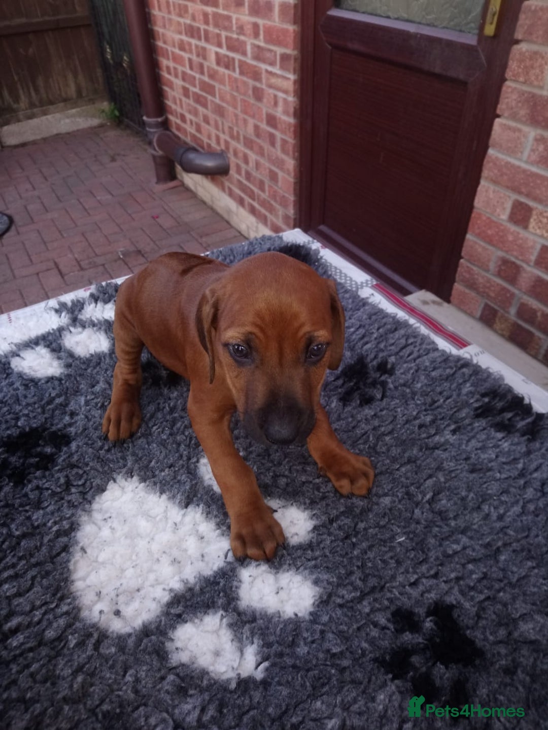 Rhodesian Ridgeback dogs for stud: (Our Duke) in Leominster - Image 17