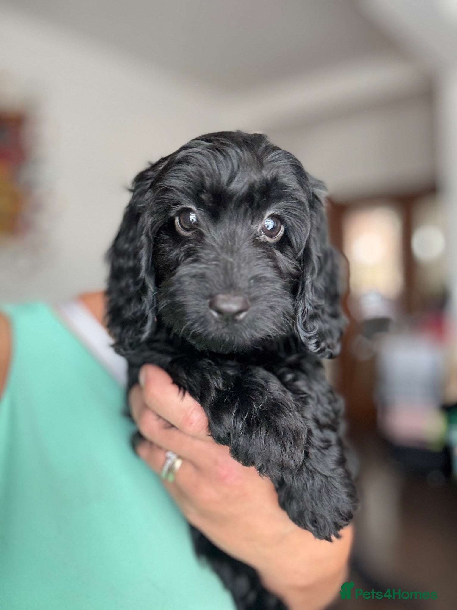 Cockapoo dogs Beautiful F1 Cockapoo Puppies - Raised with Love - Advert 2