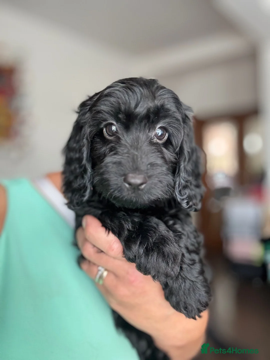 Cockapoo dogs for sale: *READY TO LE F1 cockapoo-health tested parents - Advert 2