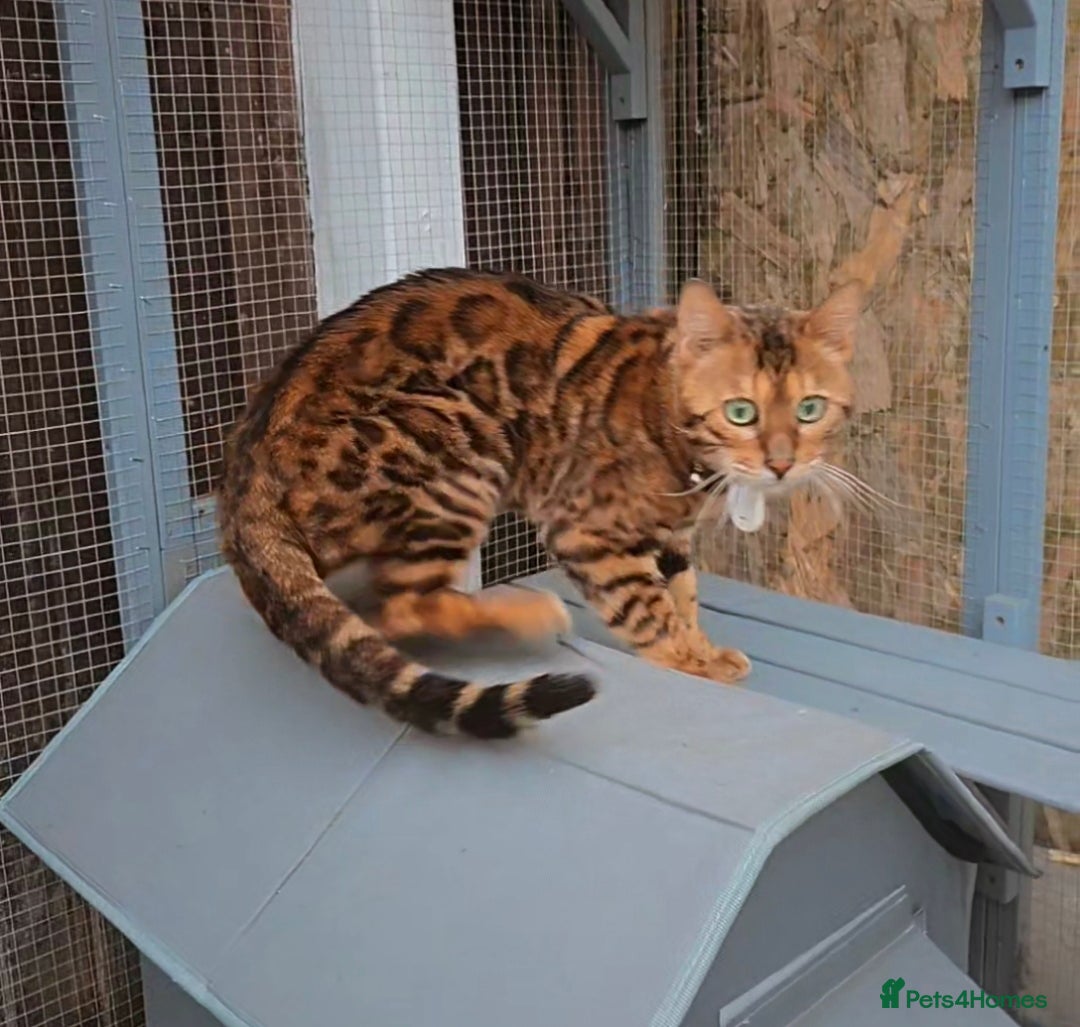 Bengal cats Reign TICA Registered Snow&Silver Carrier Stud - Advert 14
