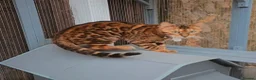 Bengal cats for stud: Reign TICA Registered Snow&Silver Carrier Stud - Advert 1