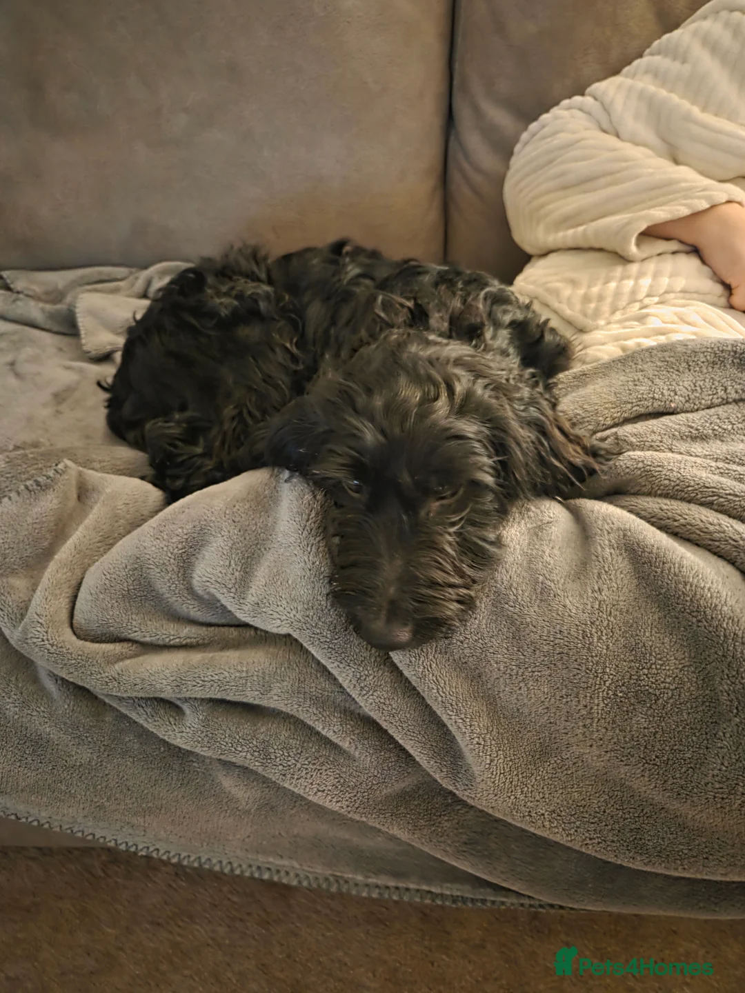 Mixed Breed dogs for sale: 6 month old puppy  - Advert 3