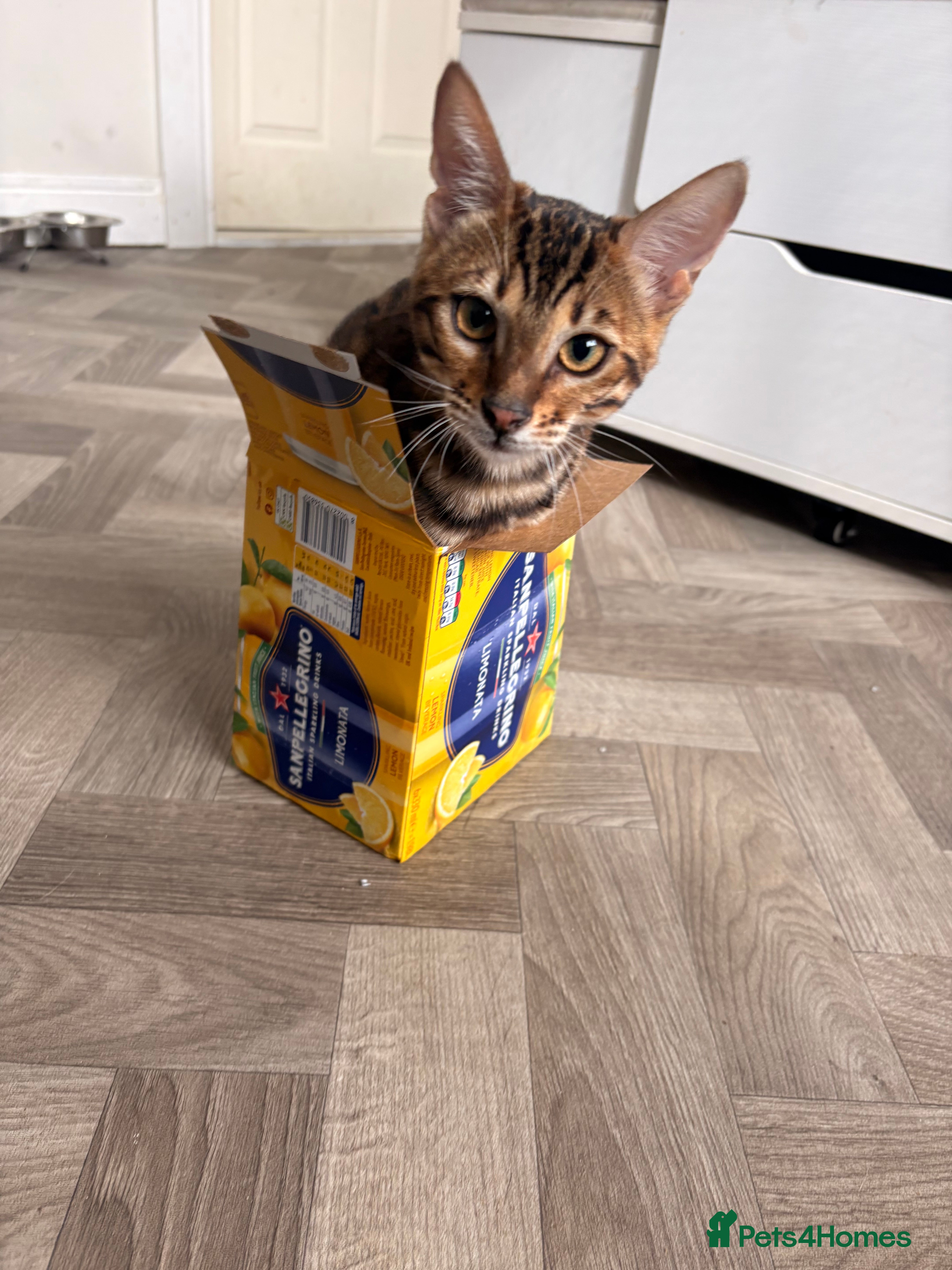 Bengal cats Bengal - Advert 10