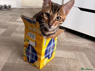 Bengal cats Bengal - Advert 10