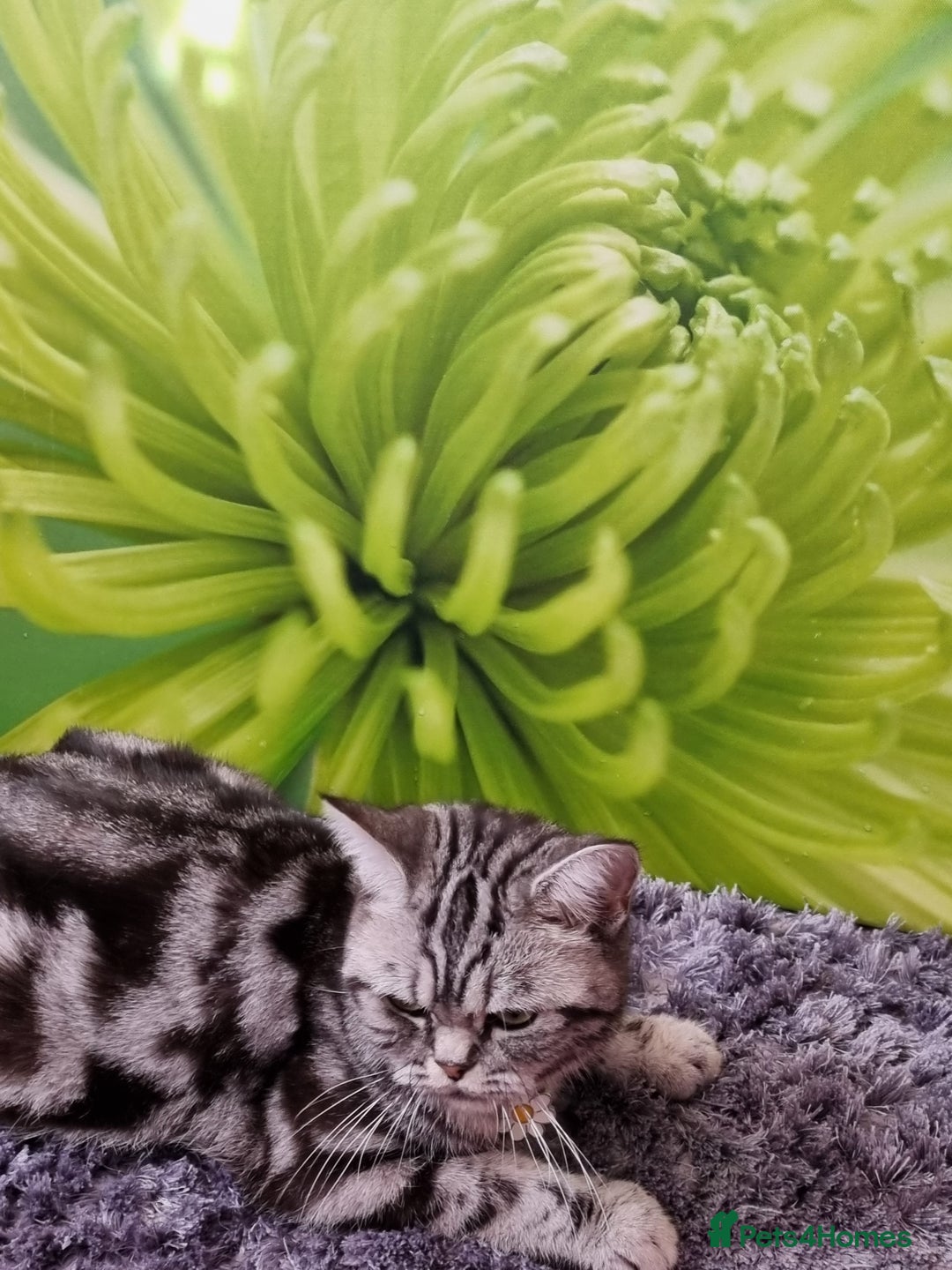 British Shorthair cats for sale: British Shorthair Tabby  - Image 20