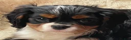 Cavalier King Charles Spaniel dogs for sale: Healthy DNA clear affectionate cuddly pups - Advert 5