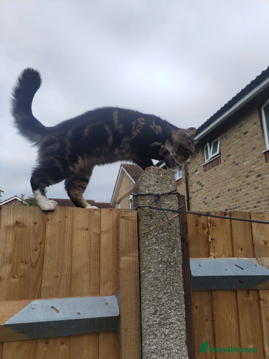 Mixed Breed cats for sale: Male cat in Slough - Advert 3