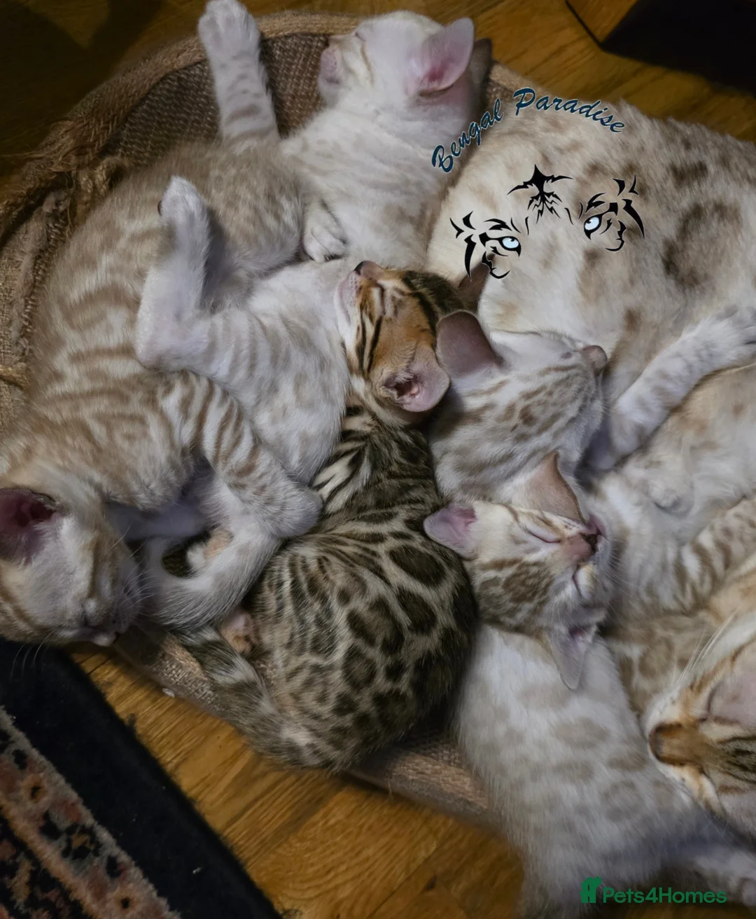 Bengal cats for sale: Beautiful 🐾 5 BENGALPARADISE 🐾 Kittens - Advert 17