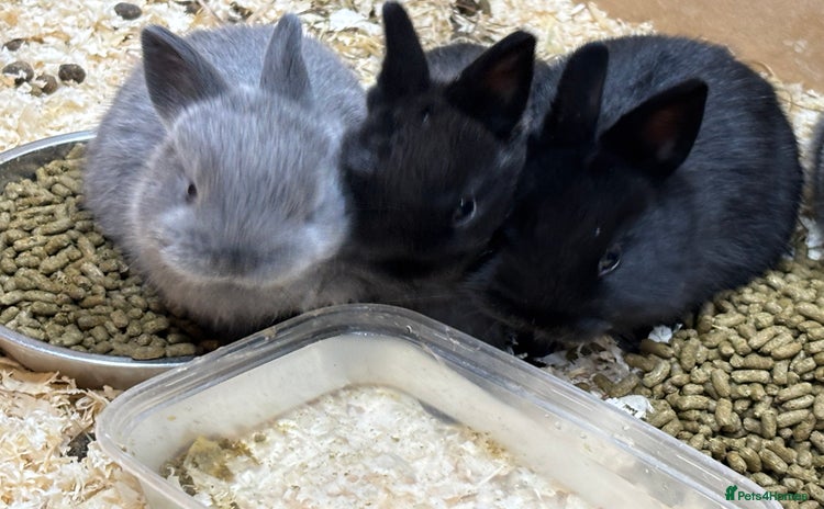 Netherland Dwarf rabbits - Advert 3