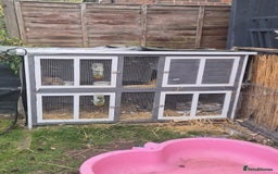 Mini Lop rabbits for sale: 2 male mini lops rabbits for sale  - Image 4