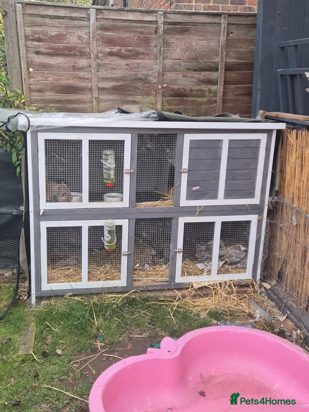 Mini Lop rabbits for sale: 2 male mini lops rabbits for sale  - Image 4
