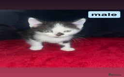 Domestic Shorthair cats for sale: 4 Beautiful kittens - Image 1