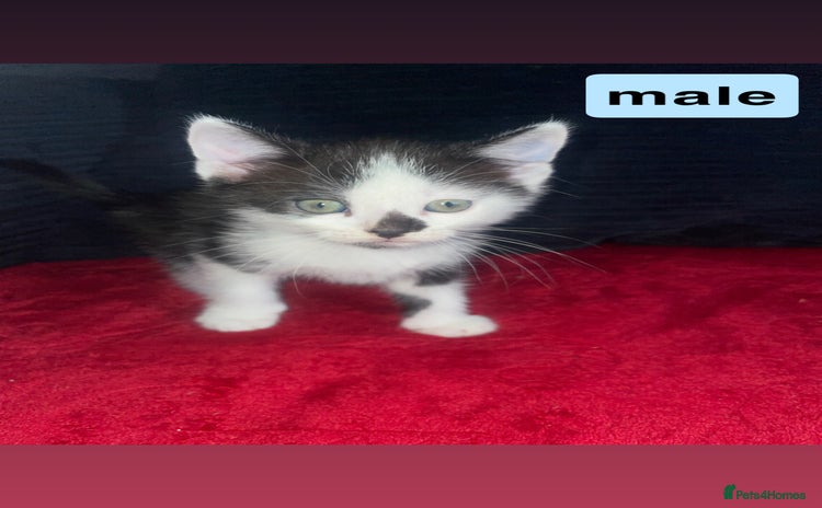 Domestic Shorthair cats - Advert 8