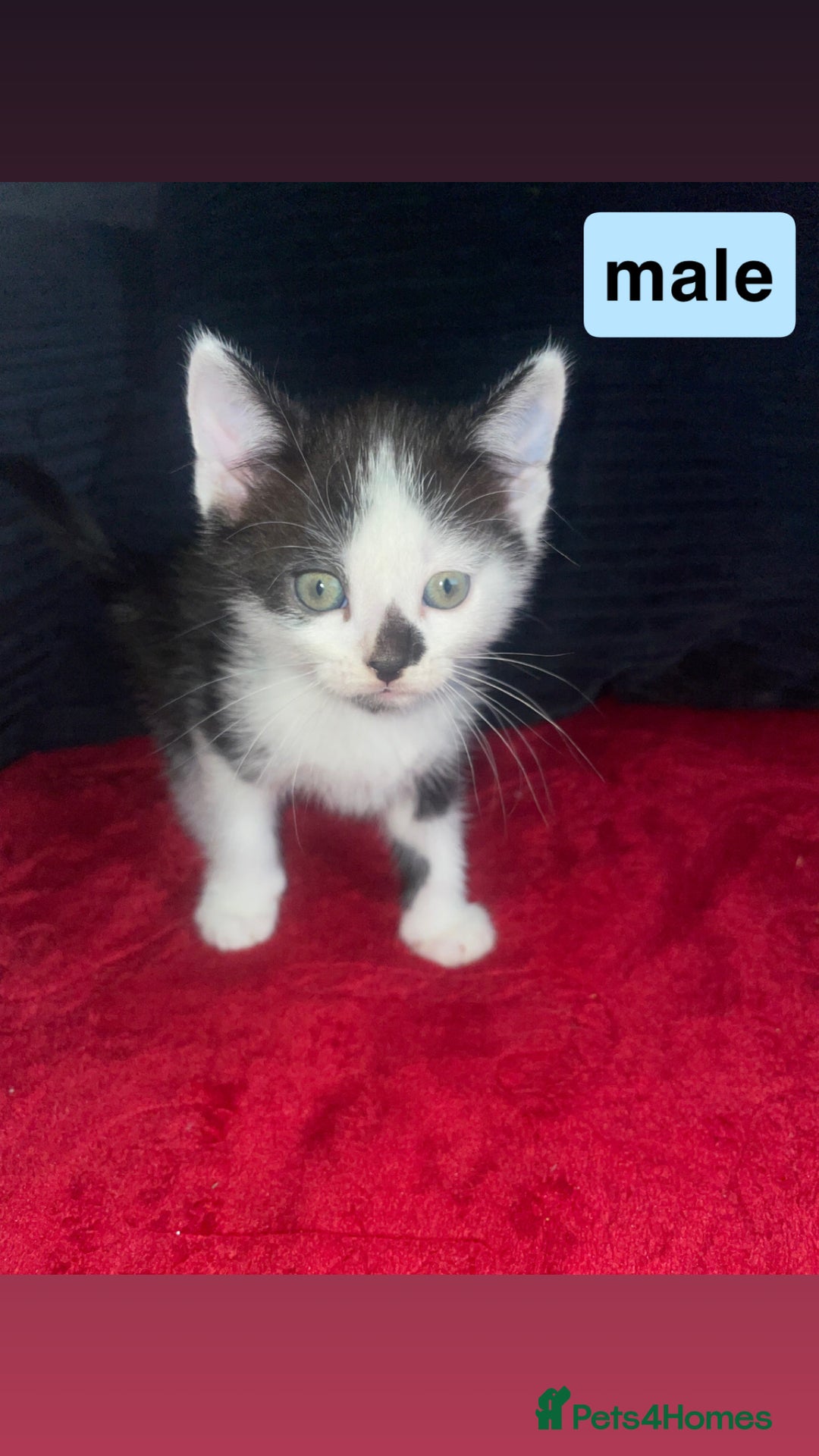 Domestic Shorthair cats for sale: 4 Beautiful kittens - Image 1