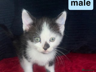 Domestic Shorthair cats for sale - Advert 1