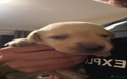 Labrador Retriever dogs for sale: Home bred working Labrador puppies - Image 13
