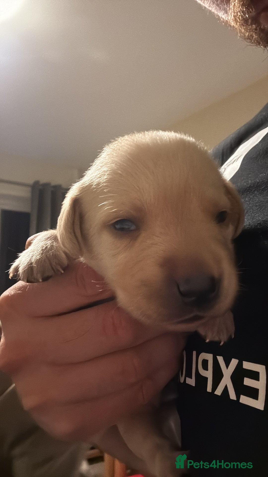 Labrador Retriever dogs for sale: Home bred working Labrador puppies - Image 13