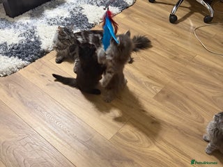 Maine Coon cats Maine Coon - Advert 2