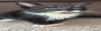 Mixed Breed 5
