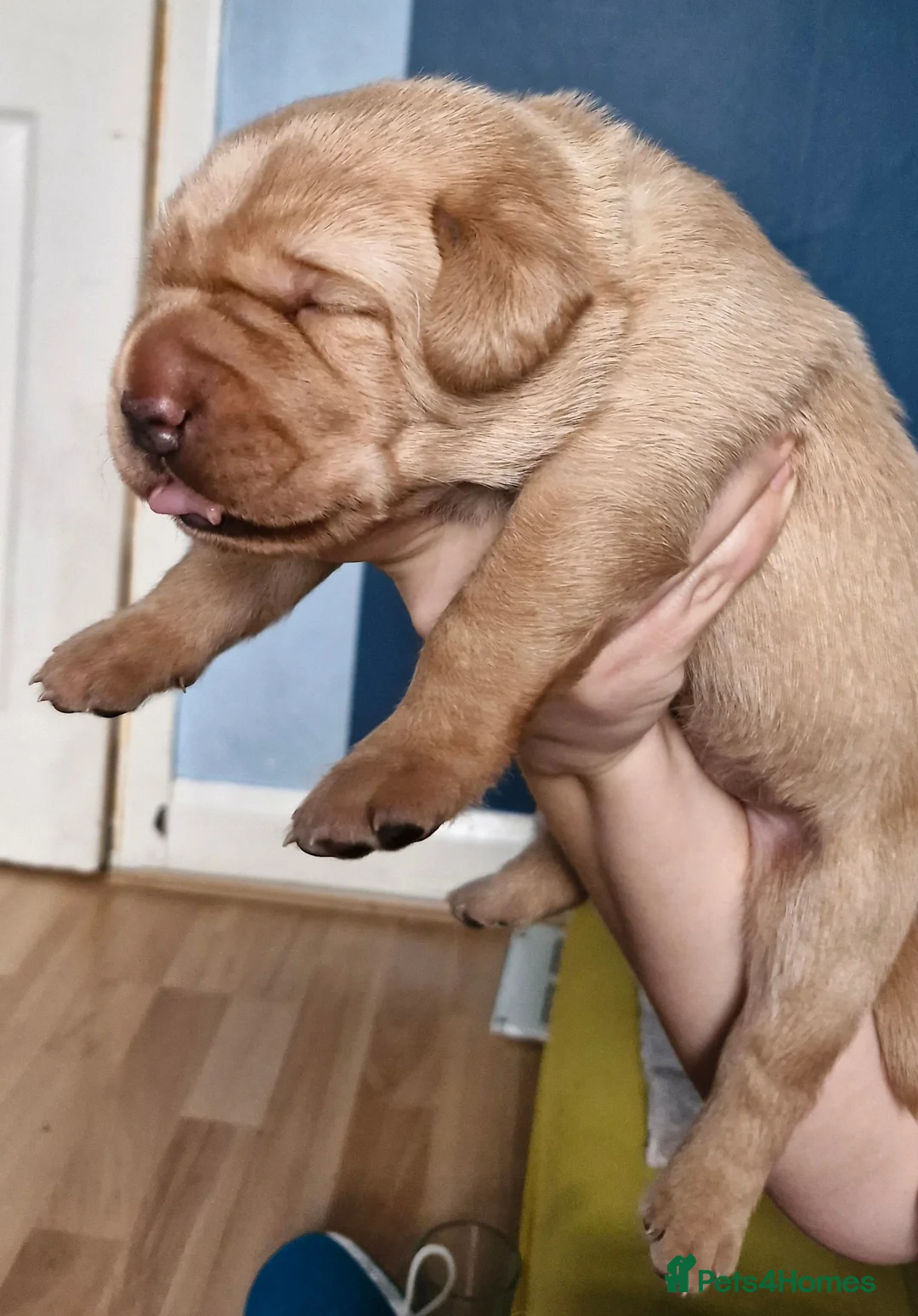 Labrador Retriever dogs for sale: 5 Beautiful labrador puppies  - Advert 4