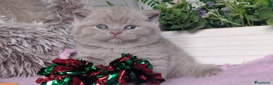 British Shorthair Kitten 1