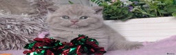 British Shorthair cats for sale: Outstanding lilac British Shorthair boys - Advert 13