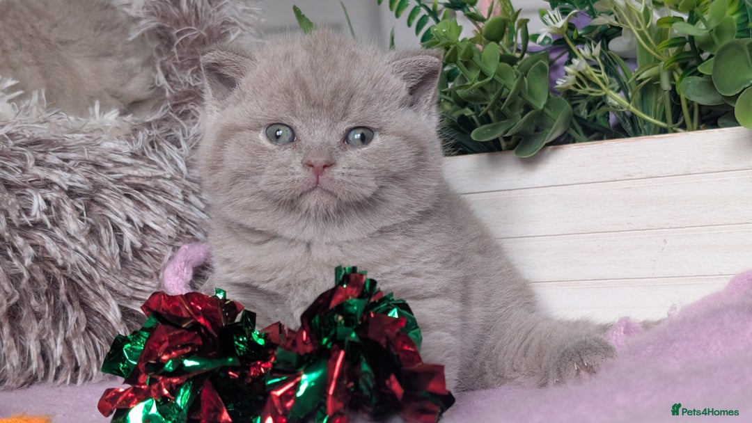 British Shorthair cats for sale: Outstanding lilac British Shorthair boys - Advert 13