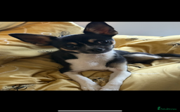 Chihuahua dogs for sale: 2 female toy Chihuahuas for sale - Image 5