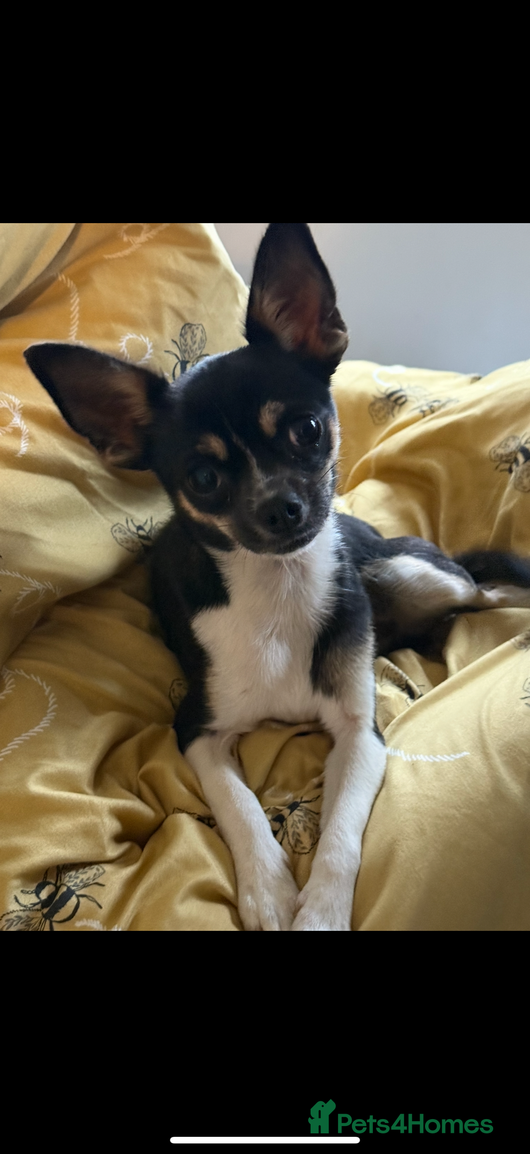 Chihuahua dogs for sale: 2 female toy Chihuahuas for sale - Image 5
