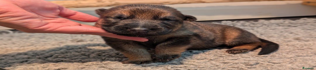 German Shepherd Puppy 1