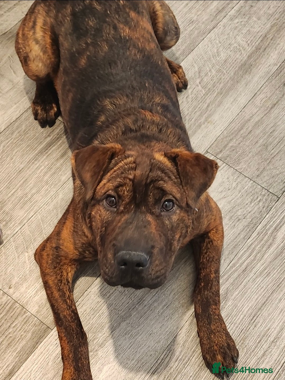 Mixed Breed dogs Hachi , shar pai x cane corso - Advert 13