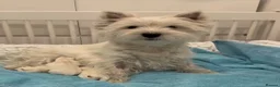 West Highland Terrier dogs for sale: West highland terrier puppies - Advert 3