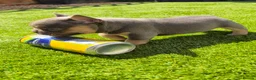 French Bulldog dogs for sale: Top Quality KC Registered French Bulldog 2x Micro  in Bournemouth - Advert 33