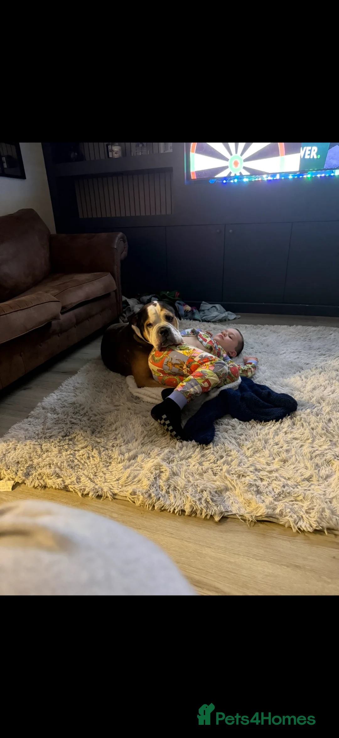 American Bulldog dogs for sale: big boy bruce  in Bilston - Advert 2