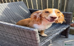 Cocker Spaniel dogs for sale: JESSIE/ JESS 🌸 REHOME - Image 1