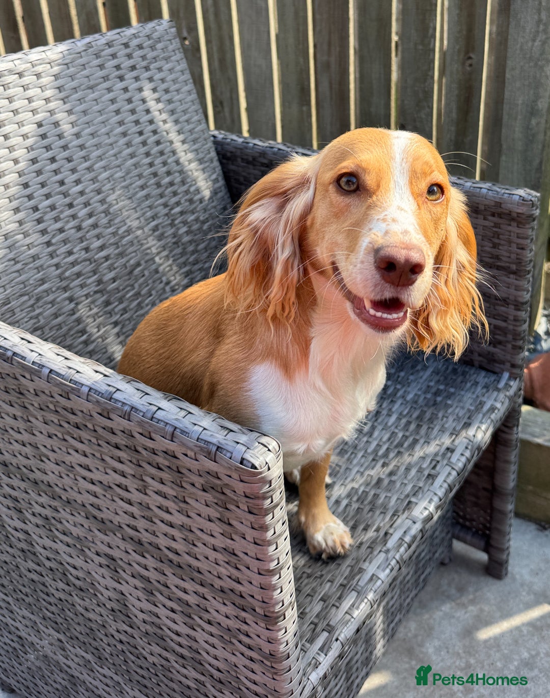 Cocker Spaniel dogs for sale: JESSIE/ JESS 🌸 REHOME - Image 1