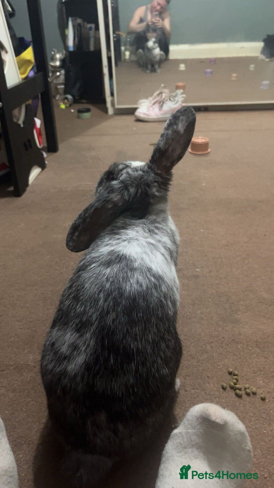 Harlequin rabbits for sale: Darla, 2 year old rehoming - Advert 2