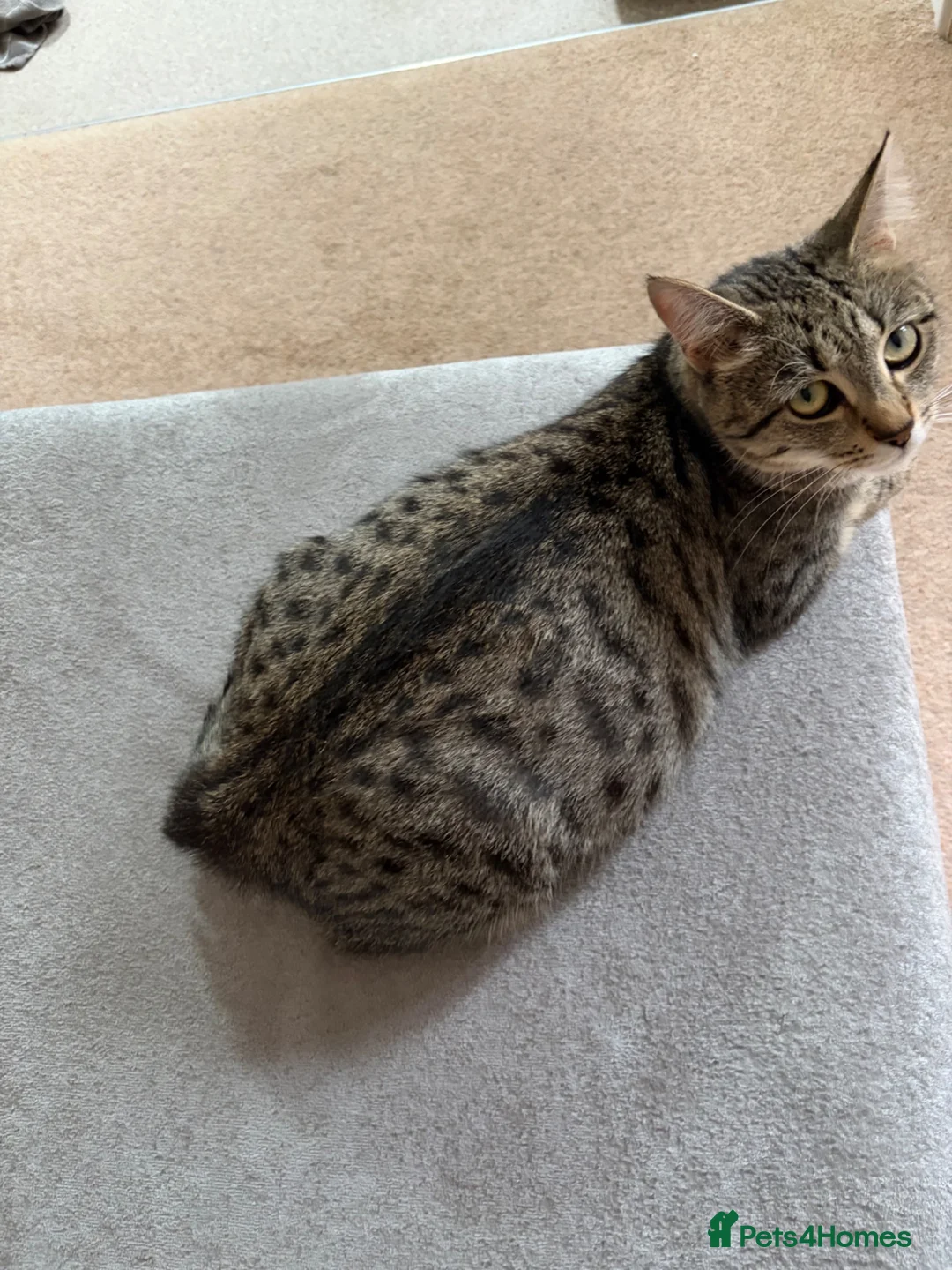 Mixed Breed cats for sale: Mixed breed tabby kittens in Doncaster - Advert 8